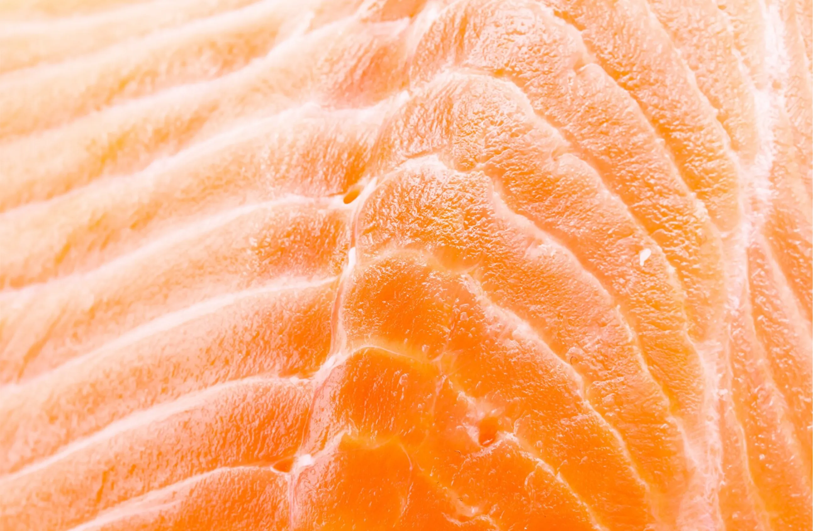 Salmon background